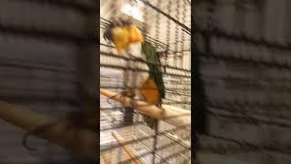 The Circus Bird 