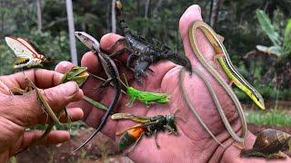 Discover the most dangerous insects in the world while hunting reptiles‼️catch reptiles and insects