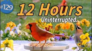 12 Hr TV for Cats  Water & Bird Sounds Birdbath Uninterrupted CatTV Continuous Video Calm your Cat