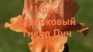 Ирис карликовый Тиклд Пич (iris pumila tickled peach)  обзор: как сажать, саженцы ириса Тиклд Пич