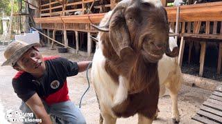 KAMBING BOER RAKSASA TERBESAR