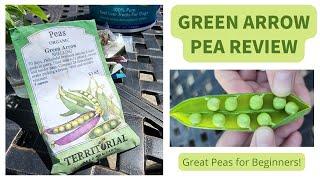 Great Peas for Beginners - Green Arrow from Territorial Seed Company