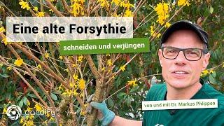 Forsythien schneiden und verjüngen - Darauf unbedingt achten! | gardify Tipps