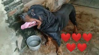 nông nghiệp Tân Yên | đón em tô ( dòng chó Rottweiler ) chưa kịp về đến nhà