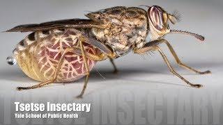 Tsetse Insectary - Yale School of Public Health