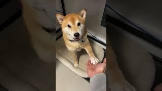 Shiba Inu Communicates With Owner In Smart Ways