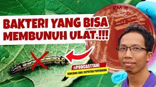 TERNYATA ADA  BAKTERI YANG BISA MEMBUNUH ULAT | Bacillus thuringiensis | Agen Hayati & Pestisida