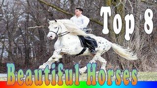 Most Beautiful Horse - The 8 Most Beautiful And Rare Horses In The World
