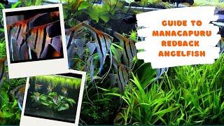 Guide to Manacapuru Angelfish