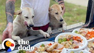 Guy Quits His Job To Save All The Street Dogs | The Dodo