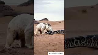 bear fight with giant snake #animals #giantpython #wildlife #bigpython #tiger #pythonsnake