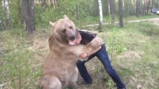 Russian guy plays with bear