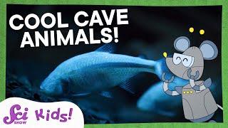 The Amazing Adaptations of Cave Animals! | Let's Explore Caves! | SciShow Kids