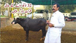 16, 16 Lack waly Katty Haji Shaukat Doggar Multan Top Nili Ravi Breeder