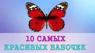 10 самых красивых бабочек