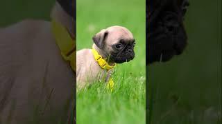 Happy Father’s Day! | Cutie Pugs #shorts #kids #dogs #puppy #cutiepugs #fathersday #father #dad