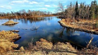 Spring Beaver Trapping Part 5, This Beaver Dam might be a World Record!!!