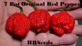 ⟹ 7 Pot Original Red Pepper | Capsicum chinense | Pod Review 2020