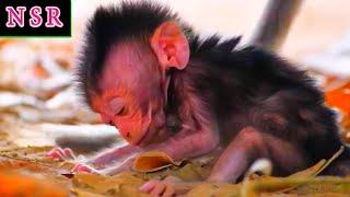 Tiny Baby Monkey Tries Hard To Move and Needs More Milk | Nature Serenity Relaxing