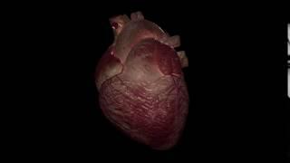 Heart Beating Animation