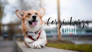 CORGI VARYA [4 YEARS]  ||AMAZING DOG TRICKS||