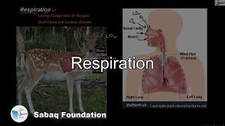 Respiration, General Science Lecture | Sabaq.pk