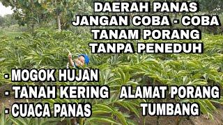 DAERAH PANAS JANGAN COBA COBA TANAM PORANG TANPA NAUNGAN