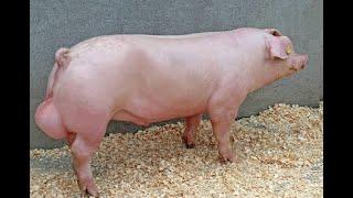 Pig Housing Structure: Boar Pen