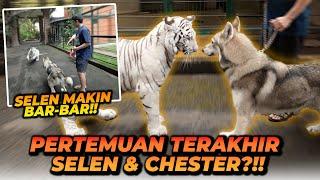 SELEN VS CHESTER ! INI AKAN MENJADI PERTEMUAN TERAKHIR MEREKA ?!