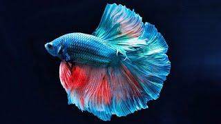 10 Secret Facts About Betta Fish