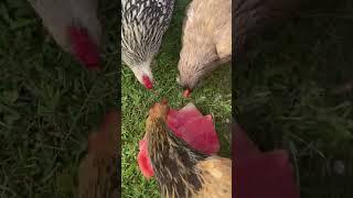 Frozen watermelon treat for the chickees!!! #backyardchickens