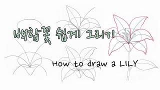 [FineArtLab]백합꽃 쉽게그리기/How to draw a LILY/꽃그리는법