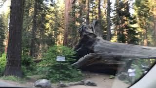 Drive to Tunnel Log in Sequoia National Park