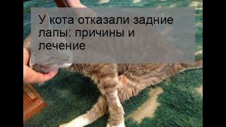 У кота отказали задние лапы: причины и лечение