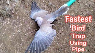 Creative Ideas Fastest Bird Trap With Peppa Pipe That Work 100%