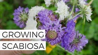 How to Grow Annual Pincushion Scabiosa Flower from Seed - Cut Flower Gardening for Beginners Series