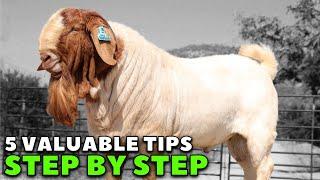 REVEALED! How to be successful in goat farming - Boer Goats