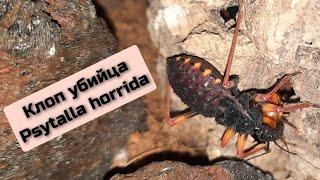 Клоп - хищнец Psytalla horrida. Assassin bug Psytalla horrida. #клопы