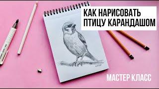 КАК НАРИСОВАТЬ ПТИЦУ ПРОСТЫМ КАРАНДАШОМ. Рисунок для начинающих