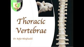 Thoracic Vertebrae