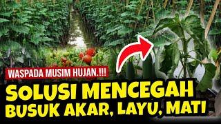 WAJIB TAU.!!! SOLUSI LENGKAP CEGAH TANAMAN KENA BUSUK AKAR, LAYU DAN MATI SAAT MUSIM HUJAN