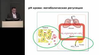 Интерпретация КЩС Торшин С.В. 2019