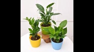 Office Plants - NASA Recommended Table Top | Office Desk Plants | nurserylive