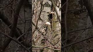 Birch tree walk #nature #tree #shortsvideo