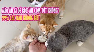 Mèo Ăn Cơm Tốt Không? Mèo Ăn Gì Để Béo? | 99% Các Bạn Không Biết