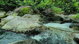 Deep Relaxation Nature Sounds | Healing Stream Flowing & Birds Chirping | White Noise ASMR