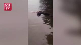 Croc spotted dragging half eaten human body