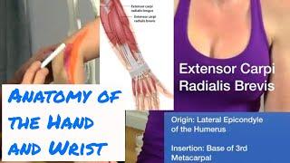 Anatomy of the Hand & Wrist - Motion Specific Release