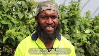 Solomon Islands workers at Queensland Berries