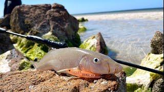 13 tips to catch more WHITING on SURFACE LURES